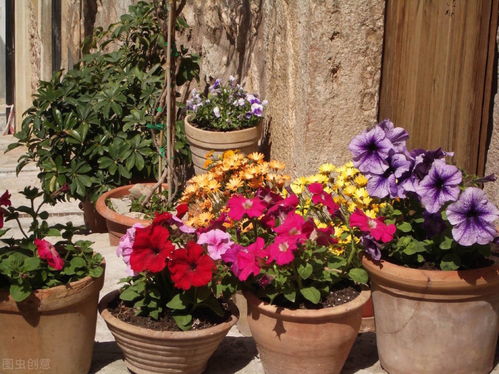 园艺花草养护，分享养花日常