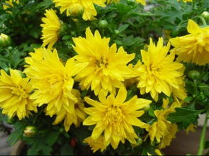 经典品种， 传承千古之美