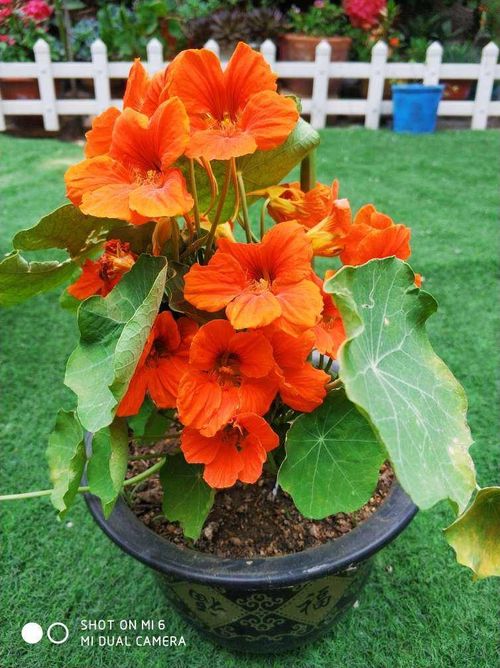 养护旱金莲的小技巧