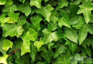 爬山虎落叶之谜