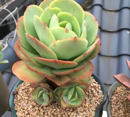 多肉植物新种植后几天内需要浇水吗