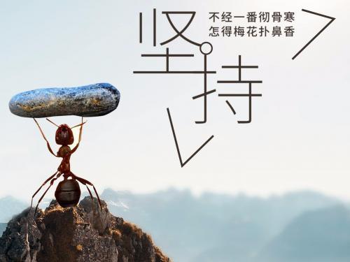 梧桐树的生命力与坚韧象征，能给我们带来哪些关于逆境中坚持的启示