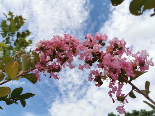 夏末草本花种植指南：轻松应对秋花绽放难题