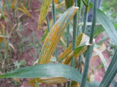 麦地锈病的传播途径揭秘