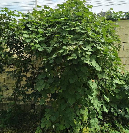 花草相伴， 生活更美好