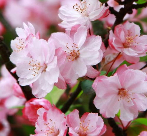 二月份的开花盛宴：春天的使者