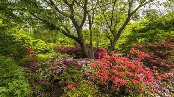 树形杜鹃：浪漫与爱情