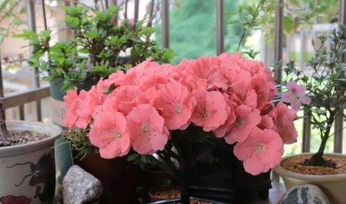 杜鹃花的习性特点