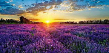 路边花树的美丽秘密