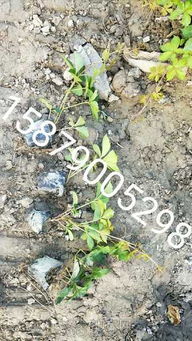 肥料选择，长得快又健康