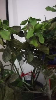 米兰花叶干枯急救攻略！快速恢复绿意