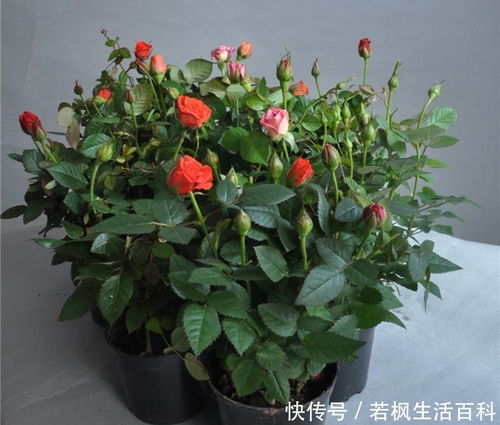 月季冬季扦插：浇水施肥的奇妙之旅