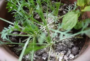 冬天种草，你真的敢尝试吗？