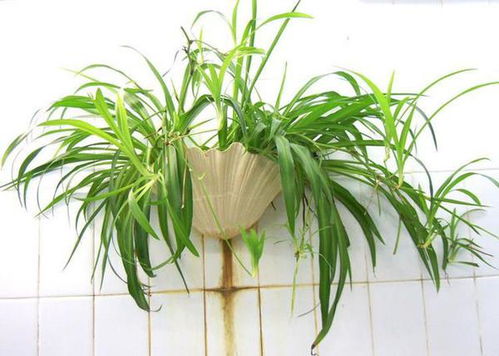 防治方法：从浇水与光照入手