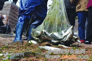青岛栈桥捕梭鱼，一网捕获几十斤