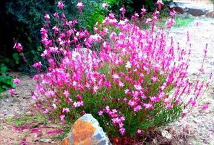 庭院花卉的种植技巧