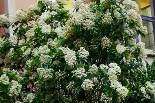 香味引发争议，绿化带成焦点