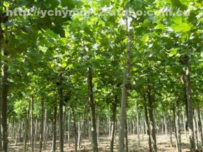 梧桐树与法桐：两种树木的价格之谜