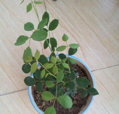 小苗过冬， 注意事项多