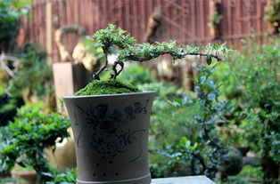 六月雪的养护方法