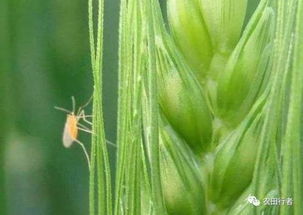 小麦生虫，防治要讲究技巧