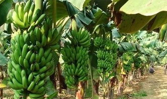 香蕉树种植需要注意哪些关键技术？