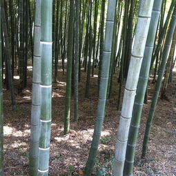 紫竹种植全攻略：注意事项大盘点