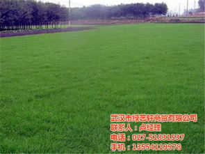 我的草坪养护经历，就像一场战斗！