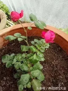 营养不足：月季的胃口， 得伺候好