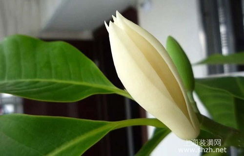 白兰花养护攻略：轻松养出香满屋！