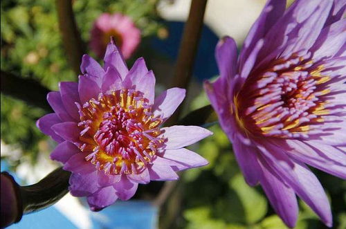 家里养的睡莲为何不开花？是光照、水质还是土壤问题？