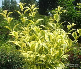 土壤问题：如何避免积水过多引发烂根