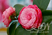 带花蕾的茶花怎么施肥？施肥后何时开花
