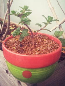 水培与土培的差别