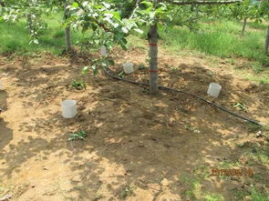 甲基硫菌灵和醚菌酯的复配效果