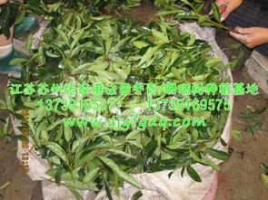 冬青扦插苗的黄金移植期揭秘