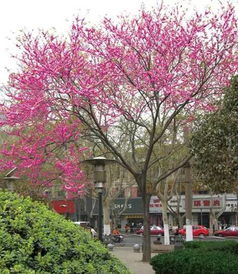 园林树木常见病虫害及其防治