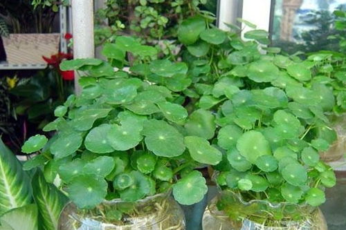 铜钱草移植，如何让新根快速扎根