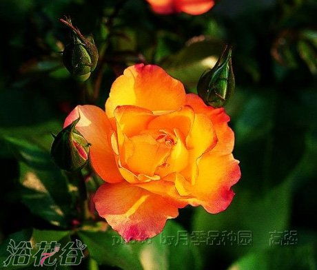 富矿脉月季：半重瓣，叶子绿油油