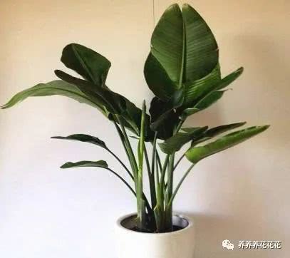 天堂鸟换盆指南：深盆与浅盆的选择技巧