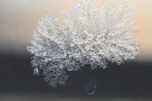 雪松过冬是否需要防寒？