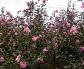 公路边的花草，选对了才嫩美美哒！