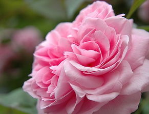 格特鲁德杰基尔月季：2025年的月季之星