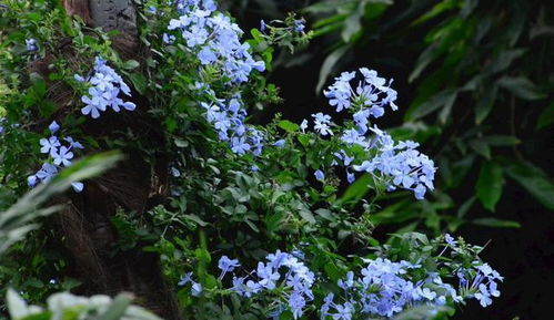 极端天气下的表现：