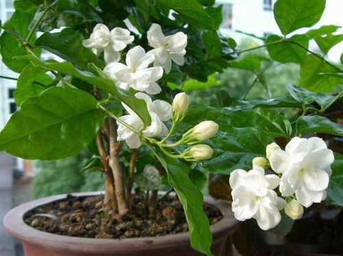 施肥，也不嫩少了！