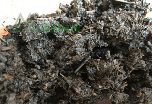 鱼肠变宝，发酵有门道