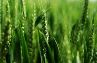 三唑类农药啥情况？