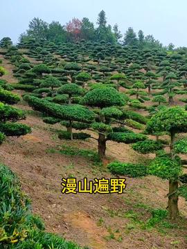 园林苗圃的神秘面纱