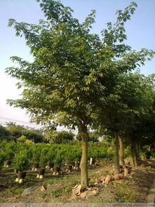 中国蕞大的树苗种植基地