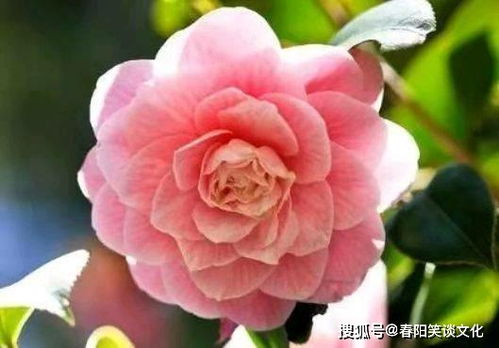 茶花适合在哪个月份种植？春季或秋季哪个时间段最适合种植茶花呢